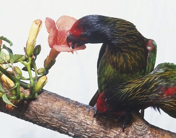 Yellow-streaked lory (Chalcopsitta sintillata) using its tongue to gather pollen from inside flower, a second lory perching next to it