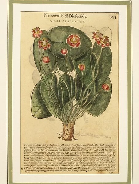 Yellow Water Lily (Nymphaea lutea), Colored engraving