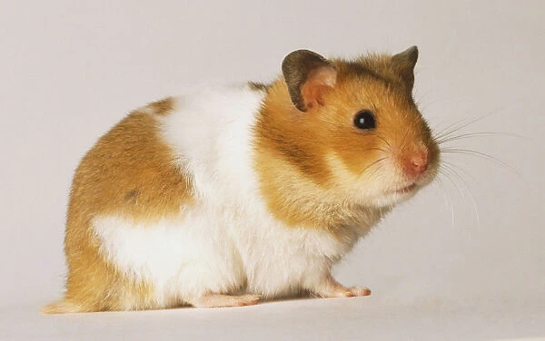 Yellow and white Hamster, cricetus cricetus, side view