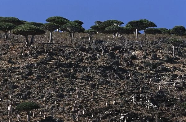Yemen, Socotra Island, Monti Haggier, Trees of dragons blood (Dracaena cinnabari), endemic vegetation