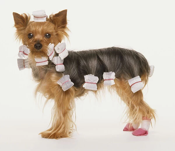A Yorkshire Terrier with curlers in its hair, side view