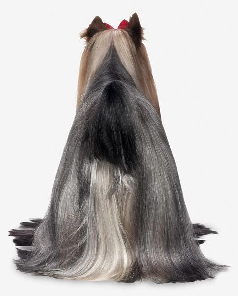 Yorkshire Terrier, rear view