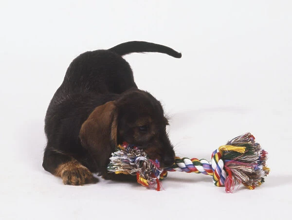 Young Dachshund (Canis familiaris) crouching to chew on a colourful rope toy, front view