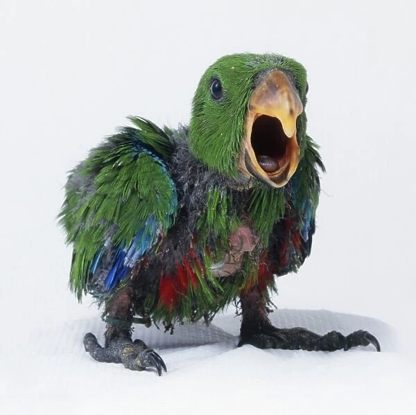 Young Eclectus parrot standing with beak open
