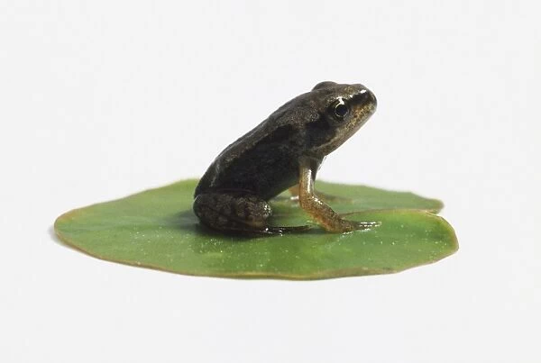 Young Frog (Anura) sitting on a lily pad, side view