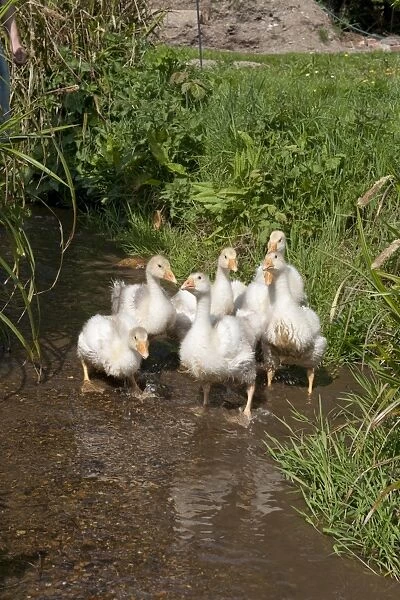 Young geese in a brook
