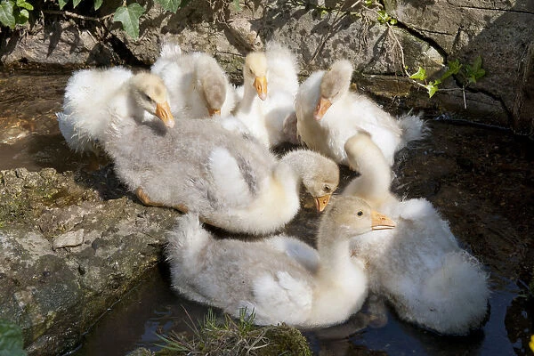 Young geese in a brook, close-up