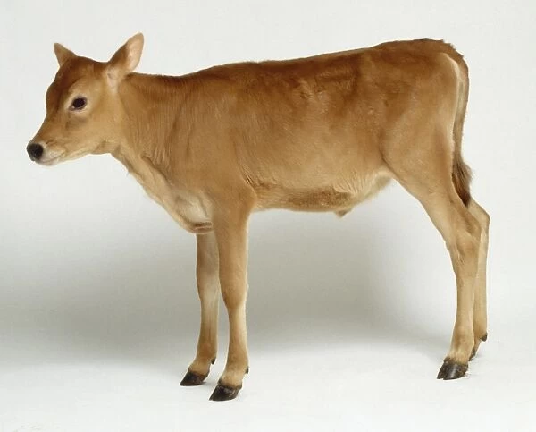 Young Jersey calf, tan coloured fur, standing, side view
