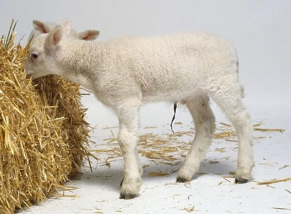 Young lamb, 1 week old, woolly white coat, upright pink ears, dark brown hooves on long slender legs, sniffing hay bale, side view