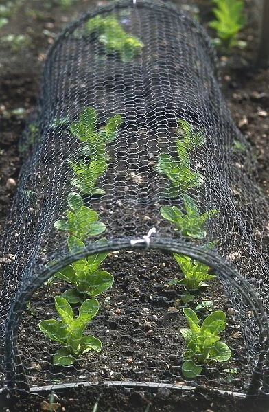 Young lettuce growing in rows under a chicken wire cloche
