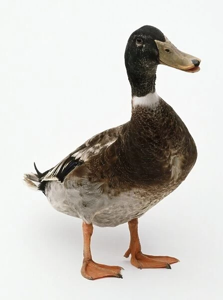 Young male Mallard (Anas platyrhynchos) duck, standing