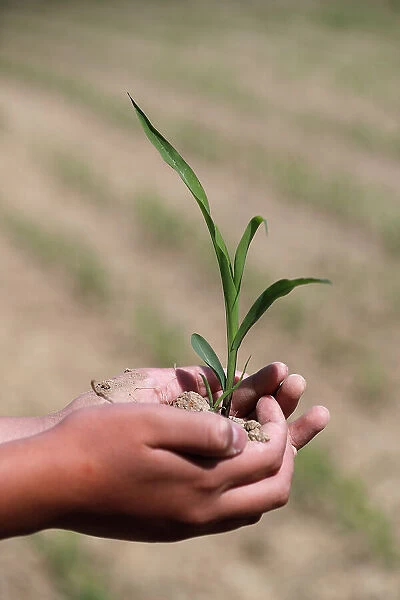 Young man holding young plant in hir hands