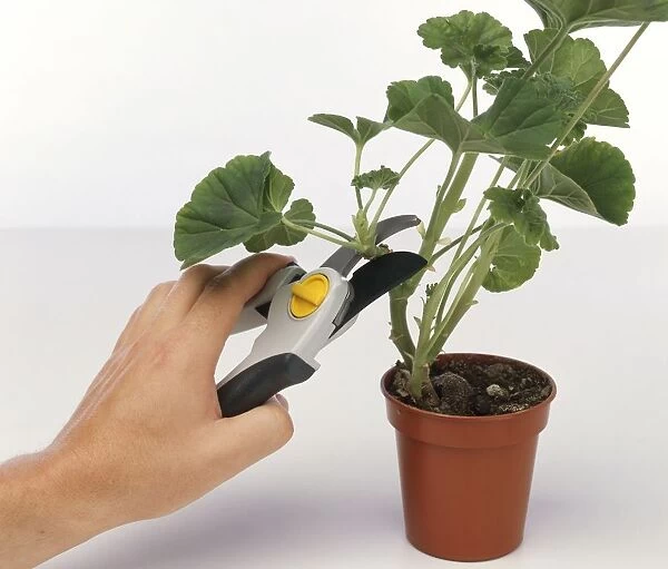 Young mans hand clipping a cutting off a geranium plant using pruning shears, close-up