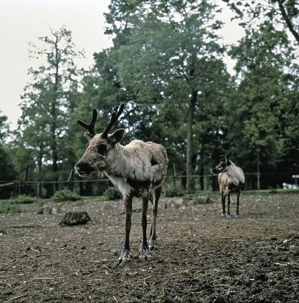 Two young reindeer in wildlife park