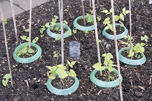 Young runner bean plants with canes, slug collars and irrigation