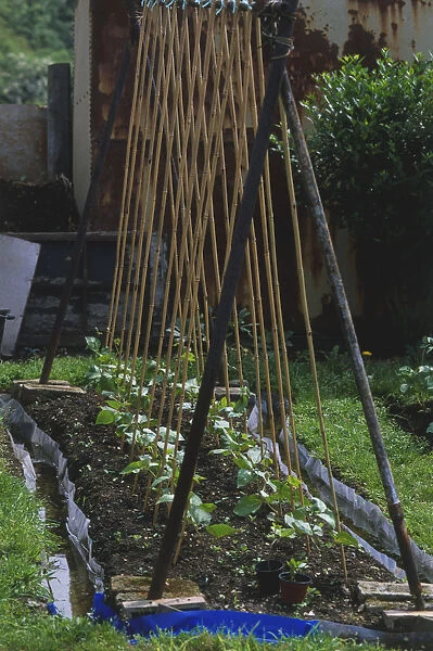 Young runner beans in the early stages of growth under a bamboo stick wigwam