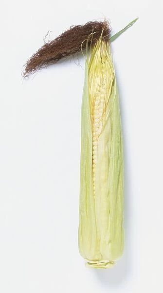 Zea mays rugosa, Corn cob