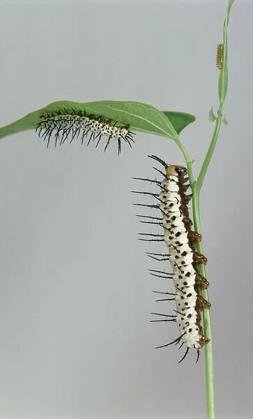 Zebra caterpillars (Ceramica picta), shown moving along stem and clinging to underside of leaf