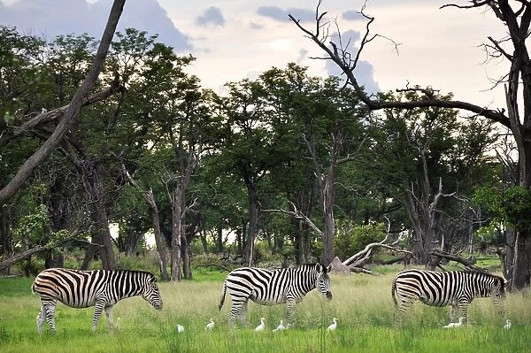 Zebras. Moremi National Park. Botswana