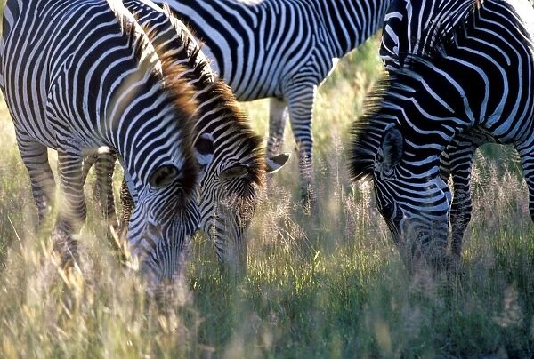 Zebras. Zambia