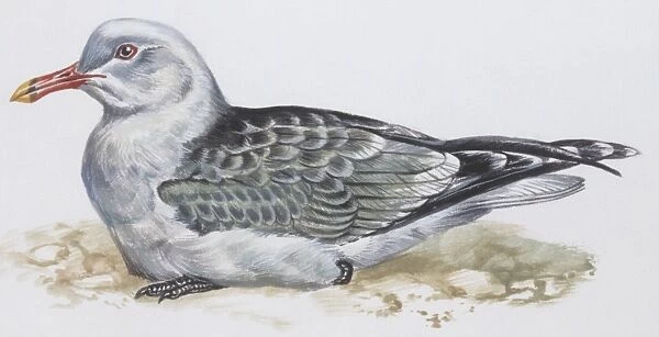 Zoology: Birds, Audouins Gull, (larus audouinii), illustration