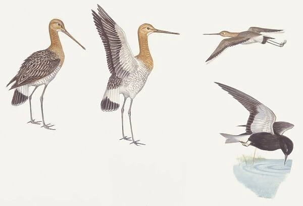 Zoology: Birds, Black-tailed Godwit, (Limosa limosa) and Black Tern, (Chlidonias niger), illustration
