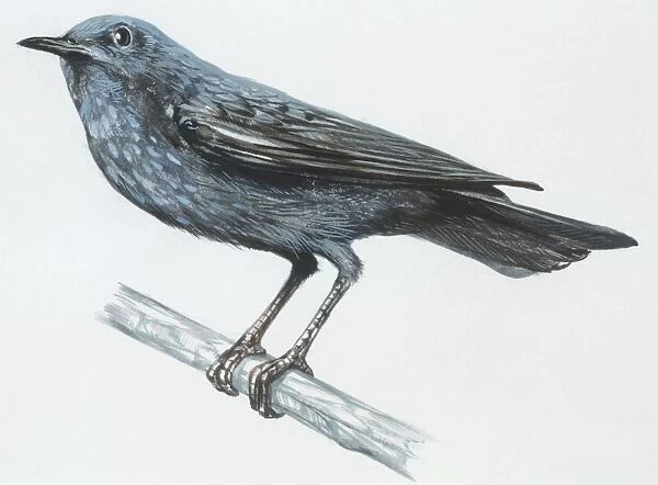 Zoology: Birds, Blue Rock-Thrush (Monticola solitarius), illustration
