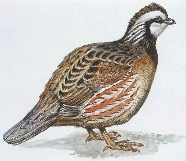 Zoology: Birds, Bobwhite Quail (Colinus virginianus), illustration