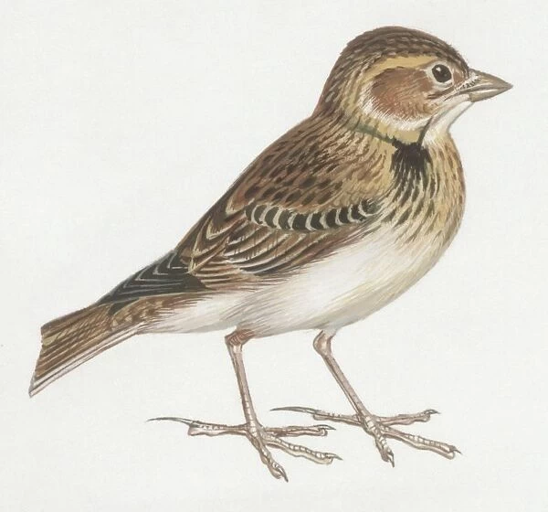 Zoology: Birds, Calandra Lark, (Melanocorypha calandra), illustration