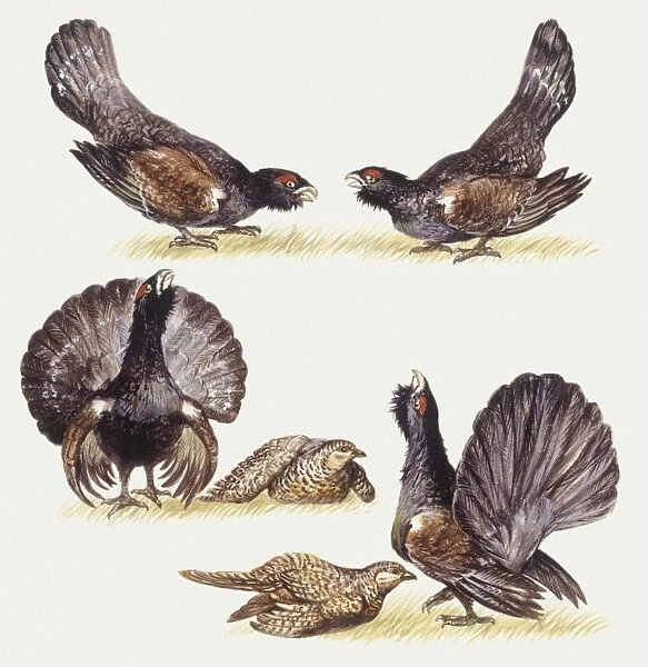 Zoology: Birds, Capercaillie (Tetrao urogallus), illustration