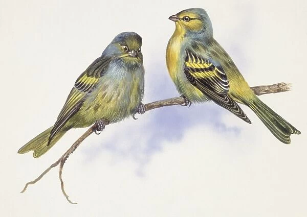 Zoology: Birds, Corsican Finch (Carduelis corsicana) and European Goldfinch (Carduelis carduelis), illustration