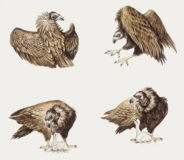 Zoology: Birds, Eurasian Black Vulture (Aegypius monachus), illustration