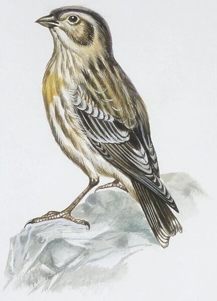 Zoology: Birds, Eurasian Stone-curlew (Burhinus oedicnemus), illustration