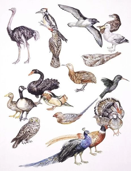 Zoology: Birds, Examples of different orders, illustration