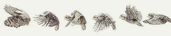 Zoology: Birds, Falconiformes, Pallid Harrier (Circus macrourus), Montagus Harrier (Circus pygargus), Hen Harrier (Circus cyaneus), Western Marsh Harrier (Circus aeruginosus), illustration