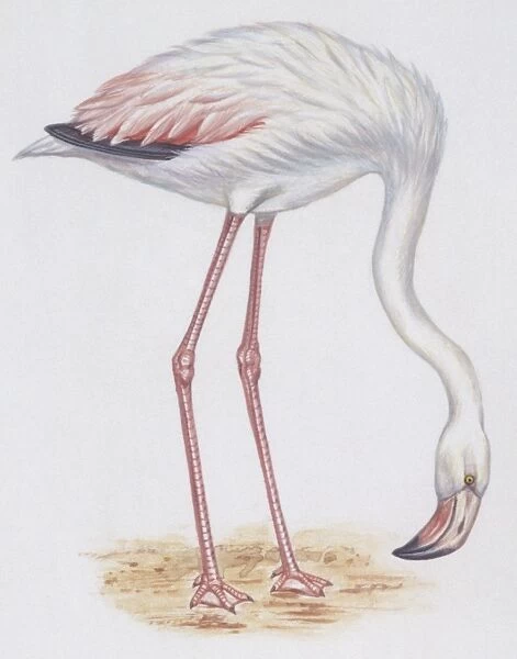 Zoology: Birds, Greater Flamingo (Phoenicopterus roseus), illustration