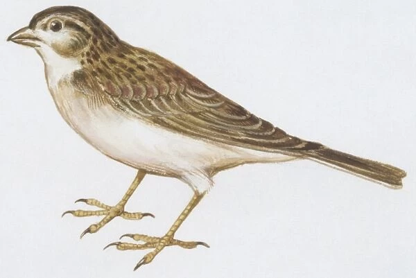 Zoology: Birds, Greater Short-toed Lark (Calandrella brachydactyla), illustration