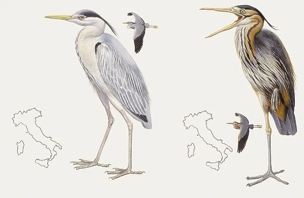 Zoology: Birds, Grey heron (Ardea cinerea) and Purple heron (Ardea purpurea), illustration