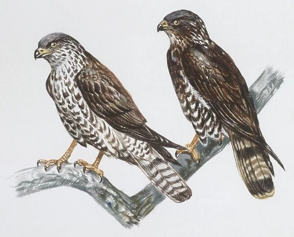 Zoology: Birds, Honey Buzzard (Pernis apivorus), illustration