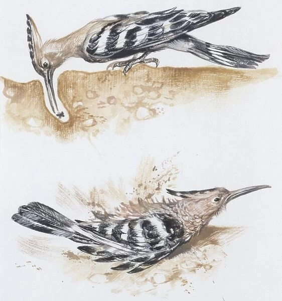 Zoology: Birds, Hoopoe (Upupa epops), illustration
