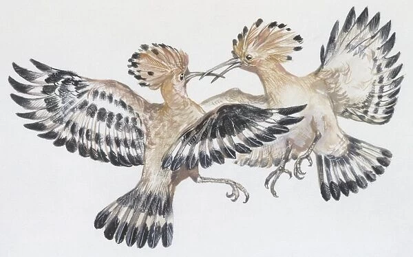 Zoology: Birds, Hoopoe (Upupa epops), illustration