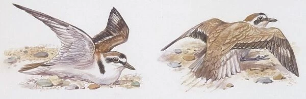 Zoology: Birds, Kentish Plover, (Charadrius alexandrinus), illustration