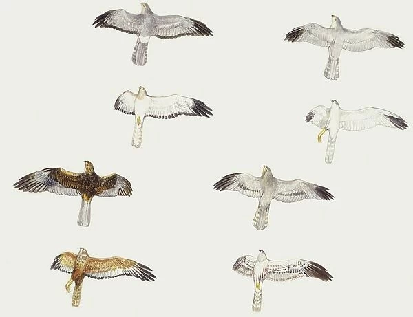 Zoology: Birds, Little Owl (Athene noctua), illustration