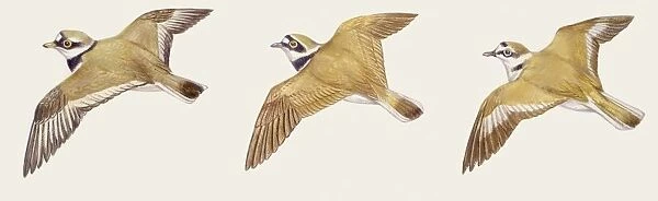 Zoology: Birds, Mallard (Anas platyrhynchos), illustration