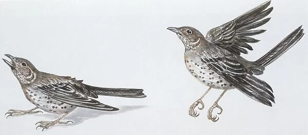 Zoology: Birds, Mistle Thrush (Turdus viscivorus), illustration