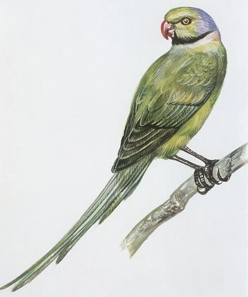 Zoology: Birds, Newtons Parakeet (Psittacula exsul)), illustration
