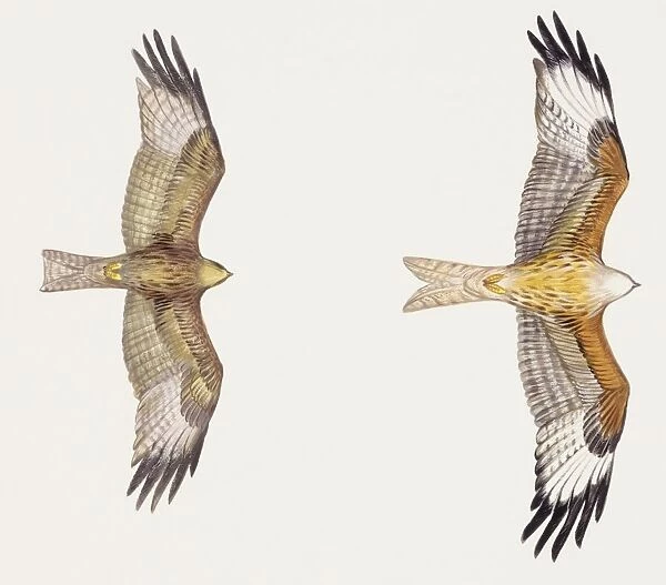 Zoology: Birds, Red Kite (Milvus milvus) and Black Kite (Milvus migrans) flying, illustration