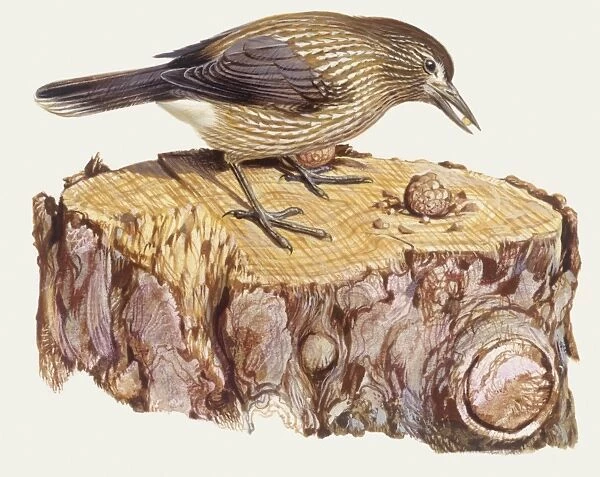 Zoology: Birds, Spotted Nutcracker, (Nucifraga caryocatactes), illustration