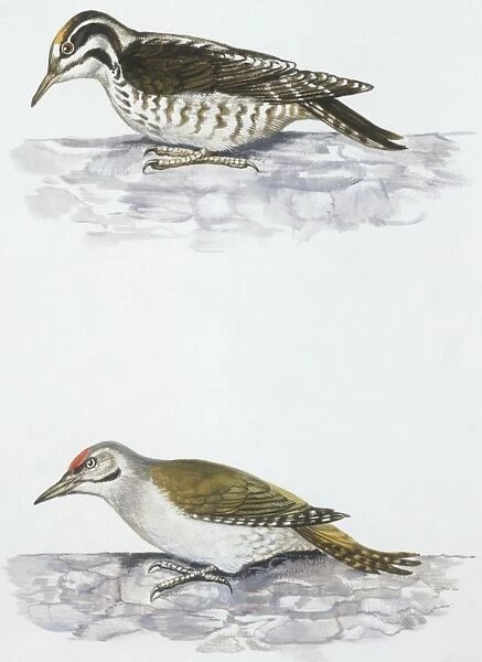 Zoology: Birds, Three-toed Woodpecker, (Picoides tridactylus) and Grey-headed Woodpecker (Picus canus), illustration