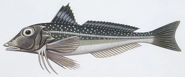 Zoology: Fishes: Grey gurnard (Eutrigla gurnardus), illustration